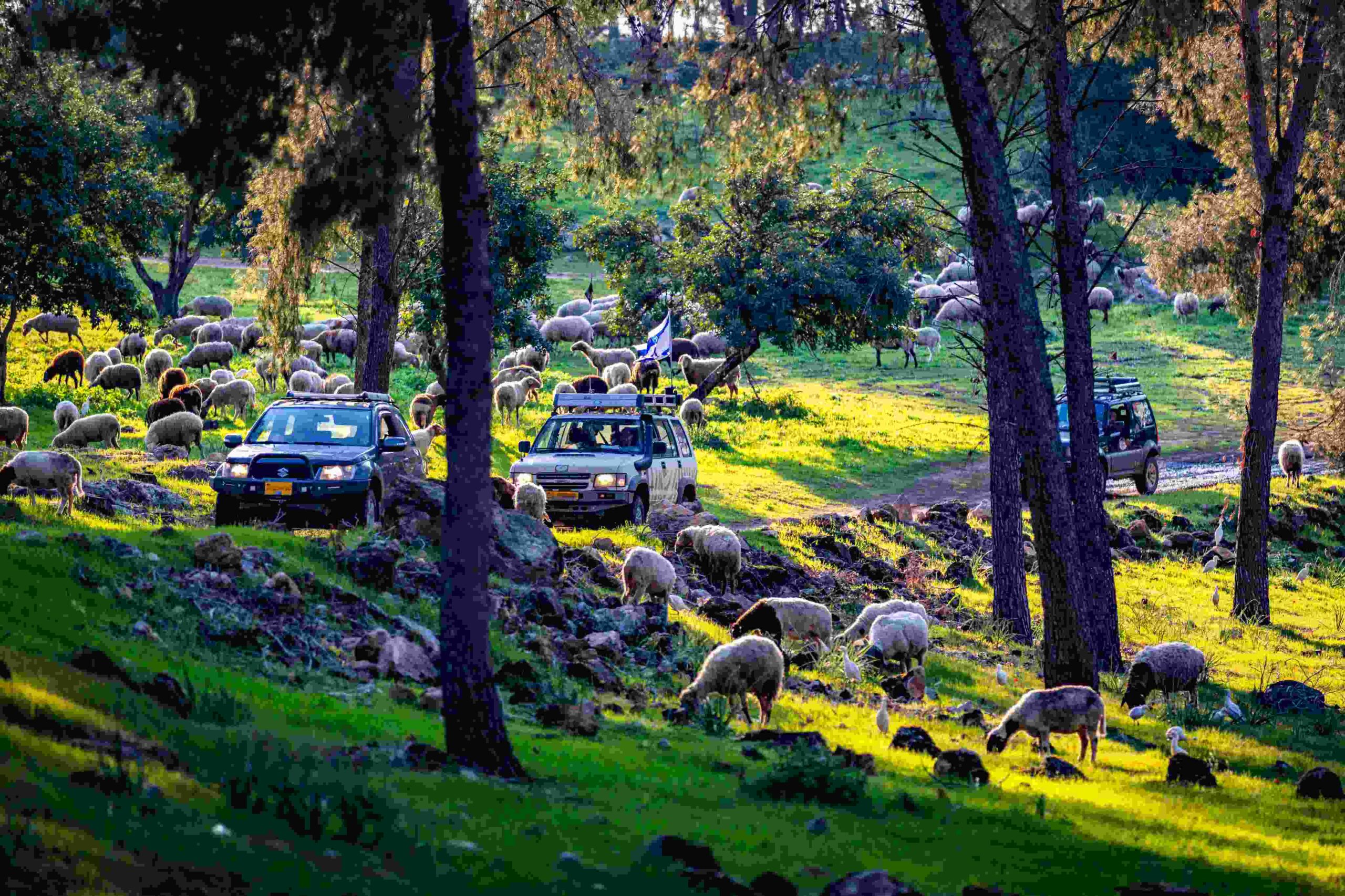 טיולי שטח מודרכים בארץ מאסטר ג'יפ